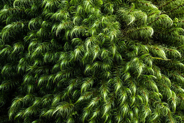 Photograph Satheesh Nair New Zealand Dsc4080 on One Eyeland