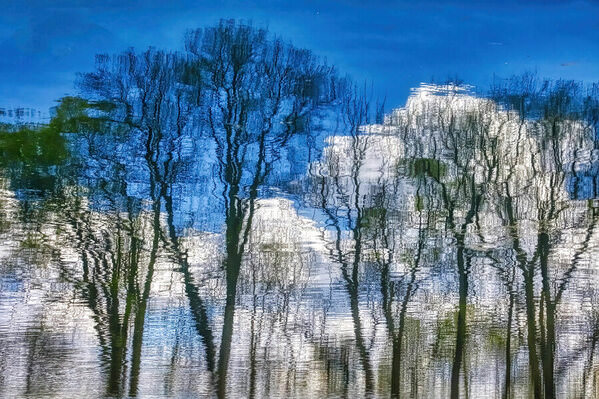 Photograph Larry Hamill Wet Trees on One Eyeland