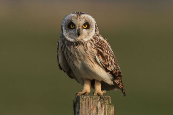 Photograph Olivier Colle The Stare on One Eyeland