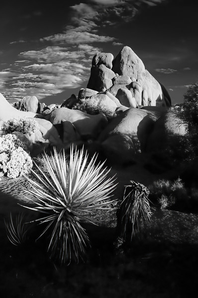 Photograph Larry Hamill Joshua Tree on One Eyeland