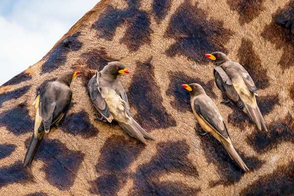 Photograph Monica L Corcuera A Happy Flock on One Eyeland