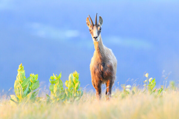 Photograph Olivier Colle Who R U on One Eyeland