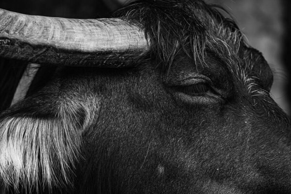 Photograph Setsuna Kurouzu Water Buffalo on One Eyeland