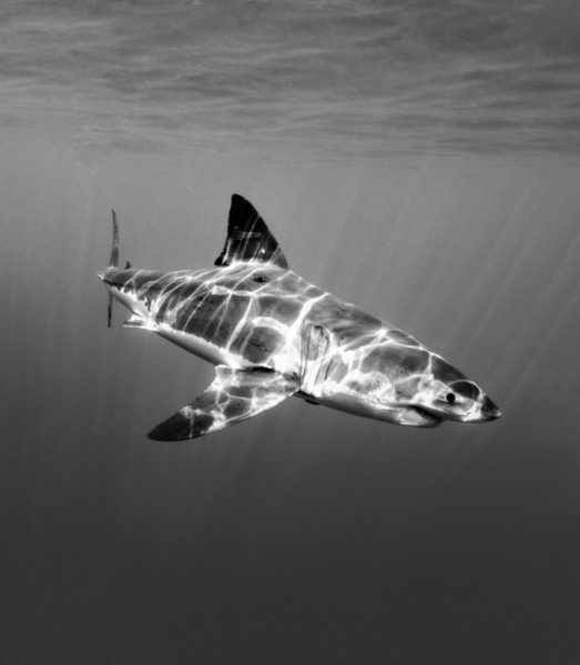 Photograph Amy Lawson Great White Plays In Light Rays on One Eyeland