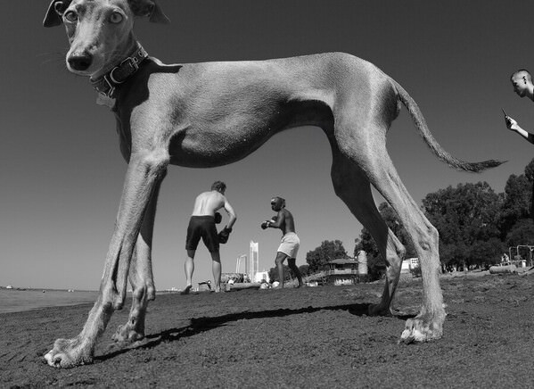 Photograph Pavlos Papadopoulos Paws And Punches on One Eyeland
