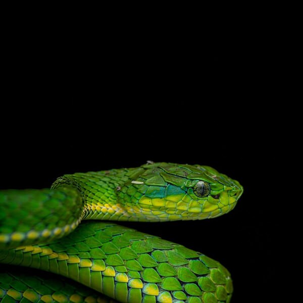 Photograph Sooraj Nalloore Large Scaled Pitviper on One Eyeland