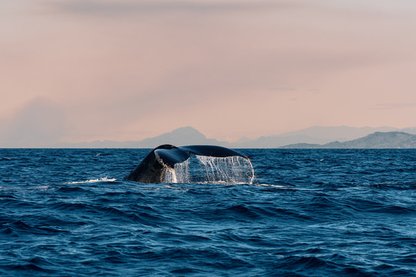Photograph Zlati Zlatev Ocean Giants on One Eyeland