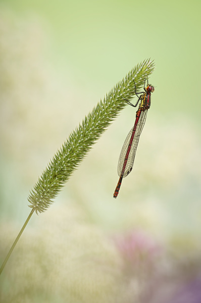Photograph Angi Wallace Red Damselfly on One Eyeland