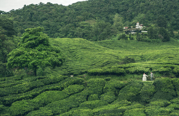 Photograph Asviloon Looi Forest In Love on One Eyeland