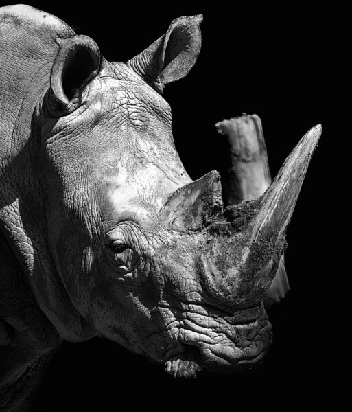 Photograph Luiz Paulo Grinberg Rhino on One Eyeland
