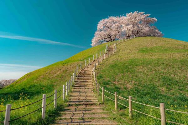 Photograph Hideo Takeda Cherry Blossoms On The Hill on One Eyeland