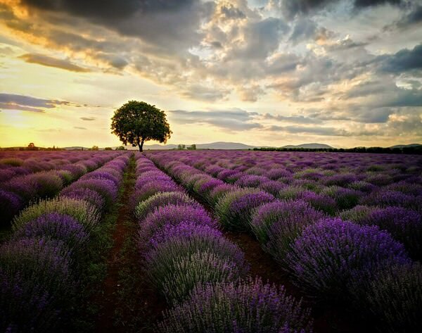 Photograph Militsa Kadinova Lavender Of Chirpan on One Eyeland