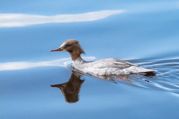Photograph Tapio Hyvonen Cp_20 on One Eyeland
