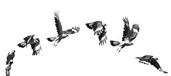 Photograph Luiz Paulo Grinberg Fly Away on One Eyeland