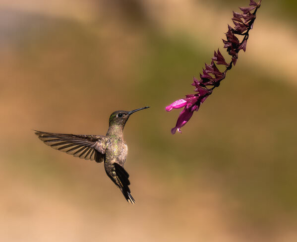 Photograph Luiz Paulo Grinberg Sombre Hummingbird on One Eyeland