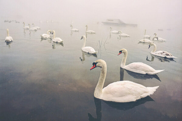 Photograph Mikica Kosanovic Flock In The Fog on One Eyeland
