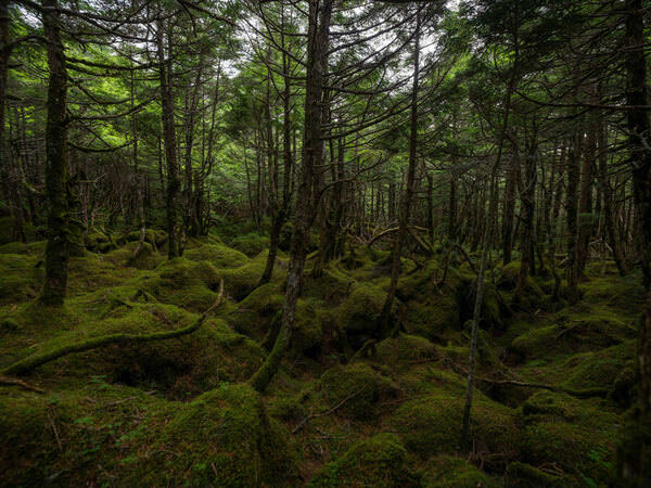 Photograph Hidemasa Suzuki The Green Carpet on One Eyeland