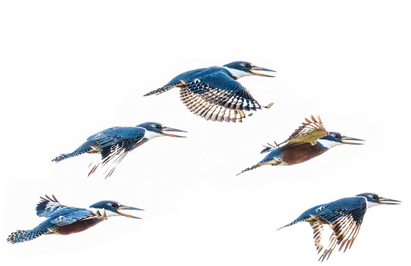 Photograph Luiz Paulo Grinberg Ringed Kingfisher On The Move on One Eyeland
