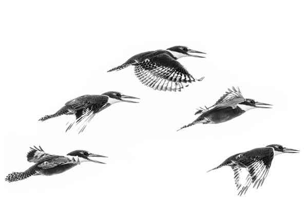 Photograph Luiz Paulo Grinberg Bnw Ringed Kingfisher On The Move on One Eyeland