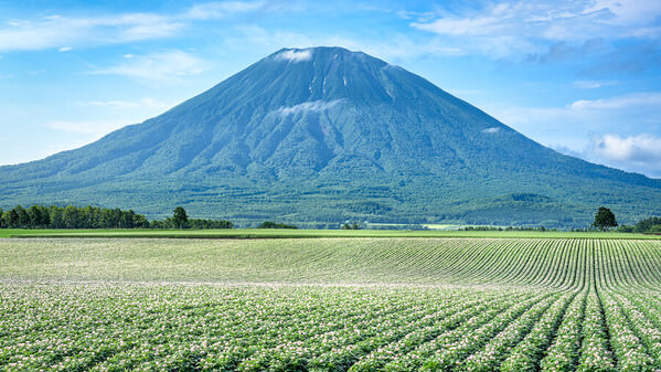 Photograph Yuusei Nagahata Potato Flower Field on One Eyeland