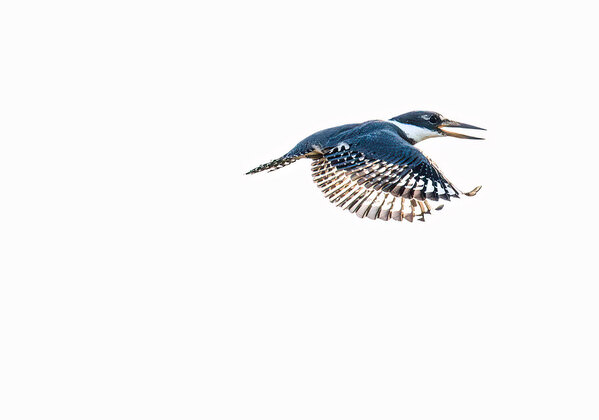 Photograph Luiz Paulo Grinberg Ringed Kingfisher Iii on One Eyeland