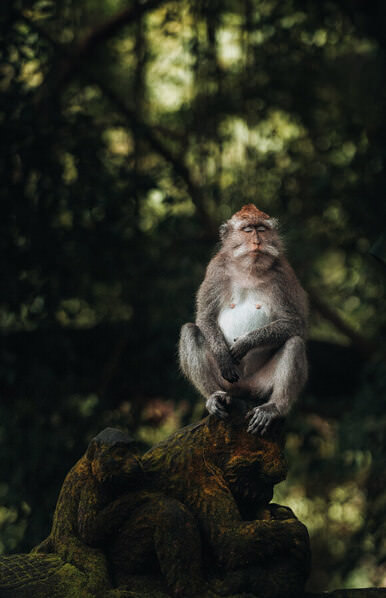 Photograph William Rodriguez Lazy Monkey on One Eyeland