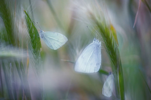Photograph Olivier Colle Butterfly Fx on One Eyeland