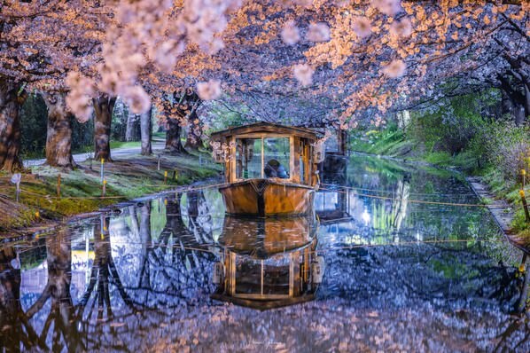 Photograph Hasan Jakaria Fushimi Sakura Night In Kyoto on One Eyeland