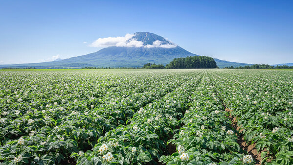 Photograph Yuusei Nagahata Potato Flower Blooming Season on One Eyeland