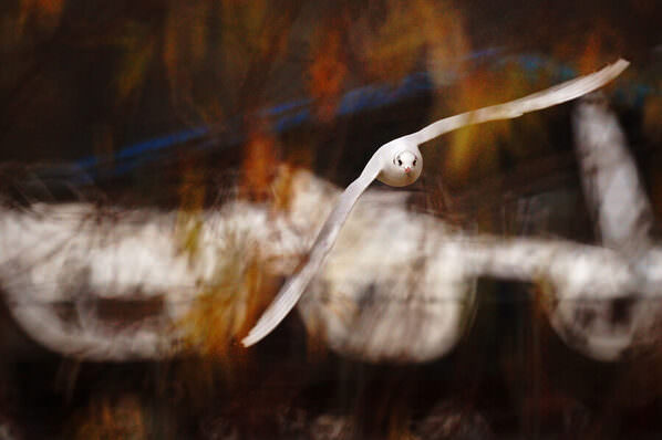 Photograph Mikica Kosanovic Eye To Eye on One Eyeland