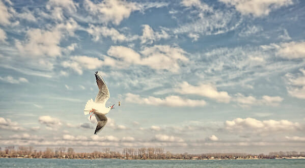 Photograph Mikica Kosanovic Rivergull on One Eyeland