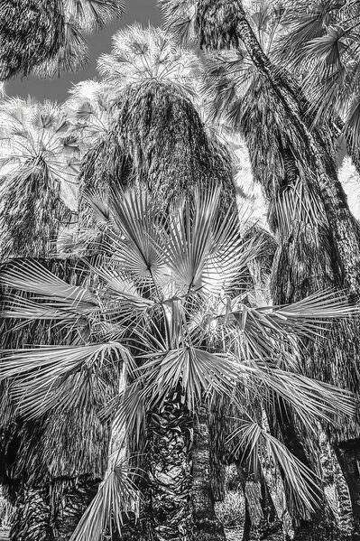 Photograph Larry Hamill Palm Canyon Trail California on One Eyeland