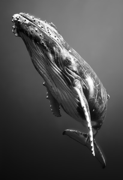 Photograph Chen Wen Hua The Gaze Of The Whale on One Eyeland