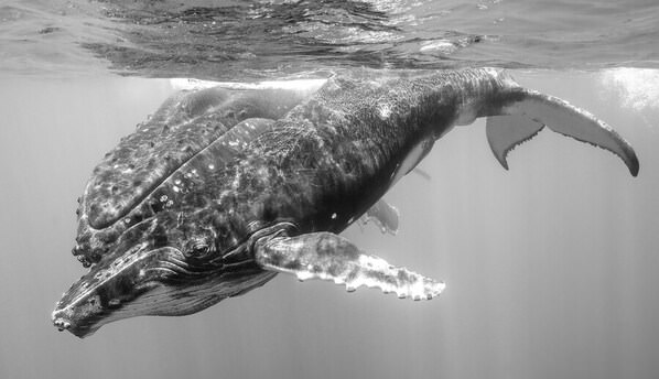 Photograph Chen Wen Hua Curious Humpback Whale Calf on One Eyeland