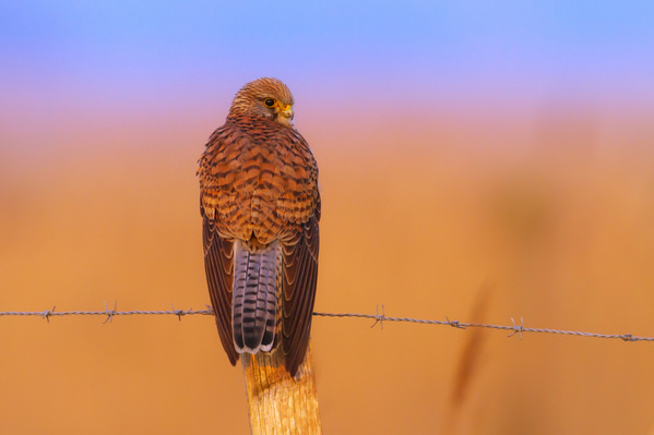 Photograph Olivier Colle Kestrel By Sunest on One Eyeland