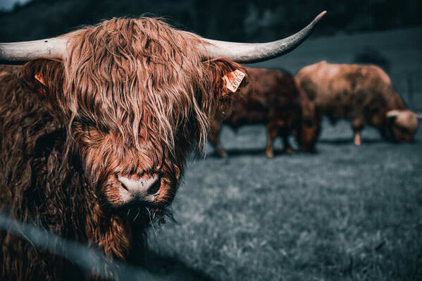 Photograph Ollivier Marc The Highlander 01 on One Eyeland