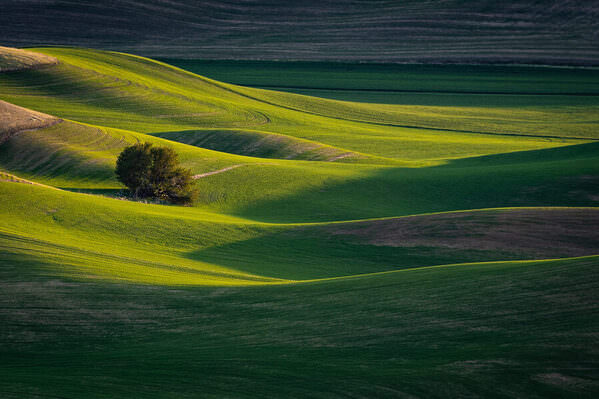 Photograph Joshua Smith Lone Tree on One Eyeland