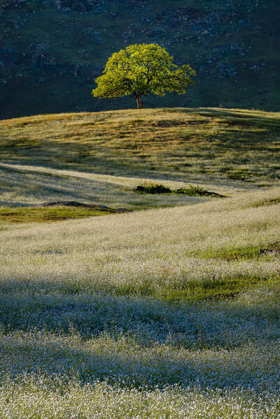 Photograph Joshua Smith Solitary Solider Vertical on One Eyeland