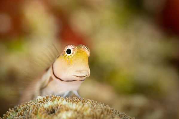 Photograph Ricardo Ferreira The Tiny Look on One Eyeland