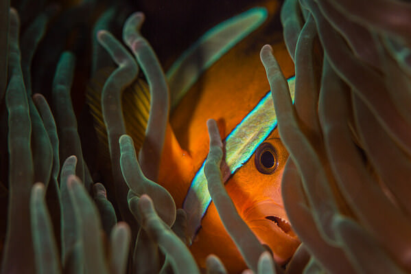 Photograph Ricardo Ferreira Hide And Seek on One Eyeland
