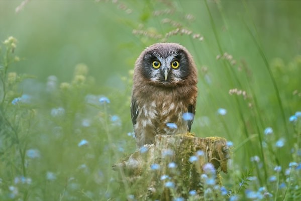 Photograph Jiri Svestka Morning Friend on One Eyeland