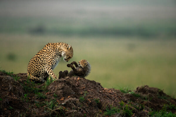 Photograph Pradeep Ravi Mothers Love on One Eyeland