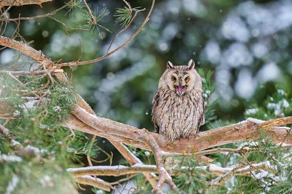 Photograph Jiri Svestka Screaming Man on One Eyeland