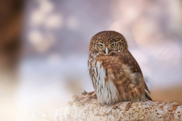Photograph Jiri Svestka Angry Bird on One Eyeland
