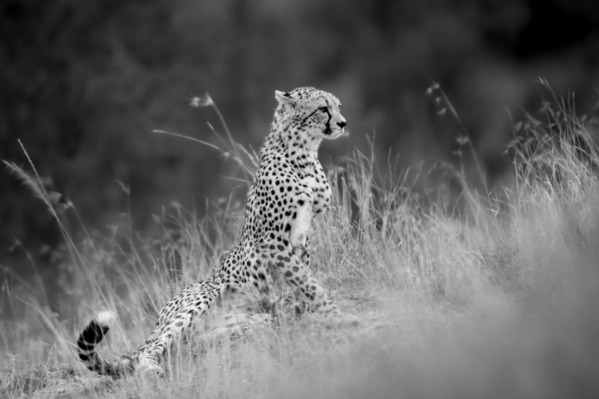 Photograph Ricardo Ferreira Elegant Pose on One Eyeland