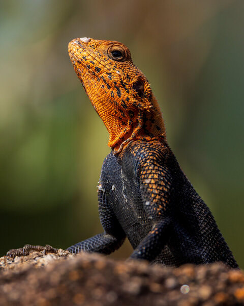 Photograph Ricardo Ferreira Mighty Colours on One Eyeland