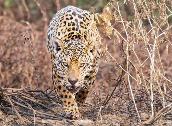 Photograph Luiz Paulo Grinberg Hunting on One Eyeland
