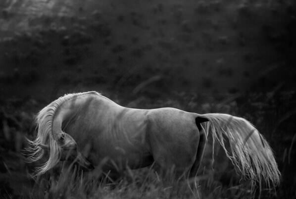 Photograph Armin Abdehou Coquettish on One Eyeland