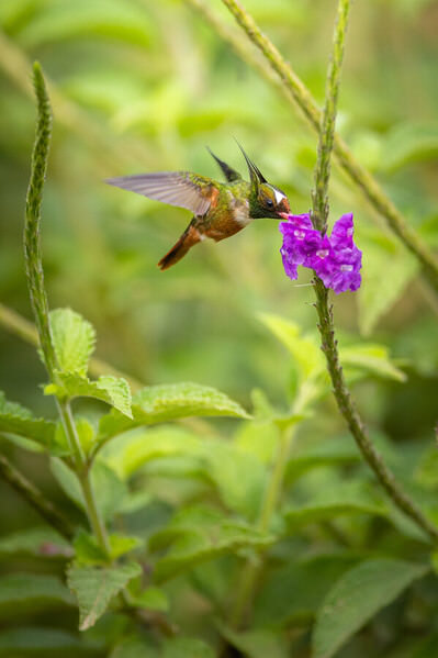 Photograph Ricardo Ferreira Always Hungry on One Eyeland