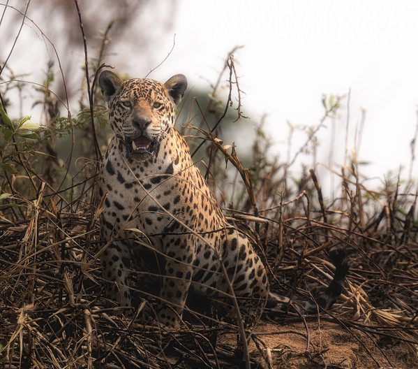 Photograph Luiz Paulo Grinberg Pantanal In Flames on One Eyeland